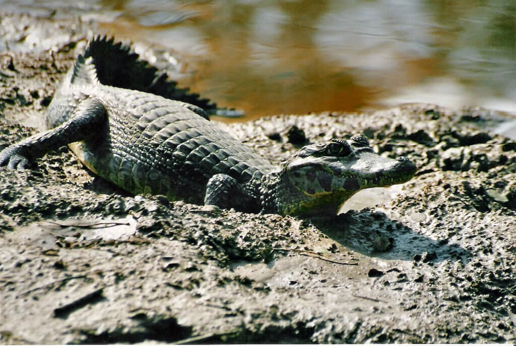 The Diverse Animals species in Panama 8 Caiman Panama