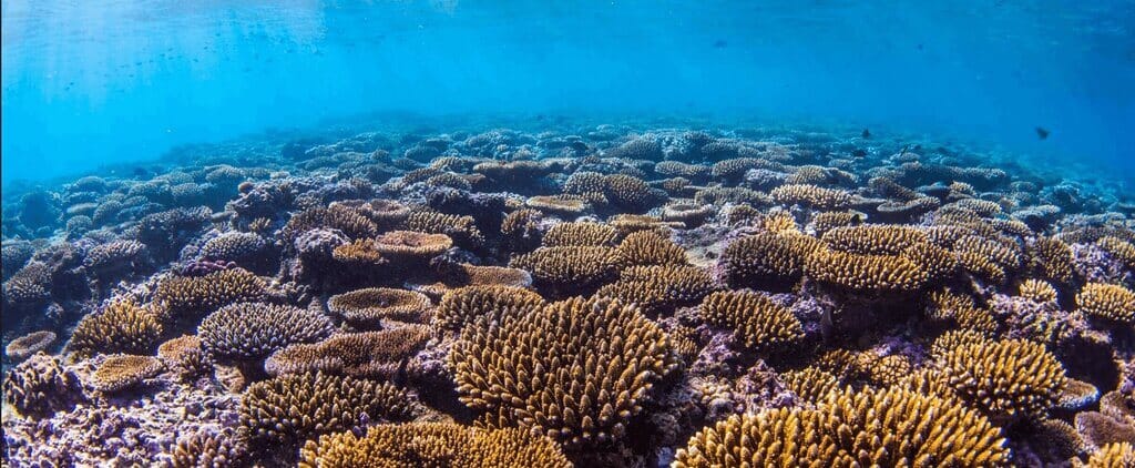 Anambas Island Guide: Your Ultimate Adventure in the South China Sea 6 Coral Indonesia