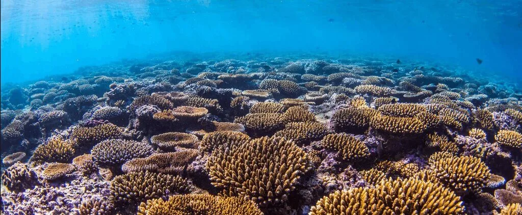 Coral Indonesia