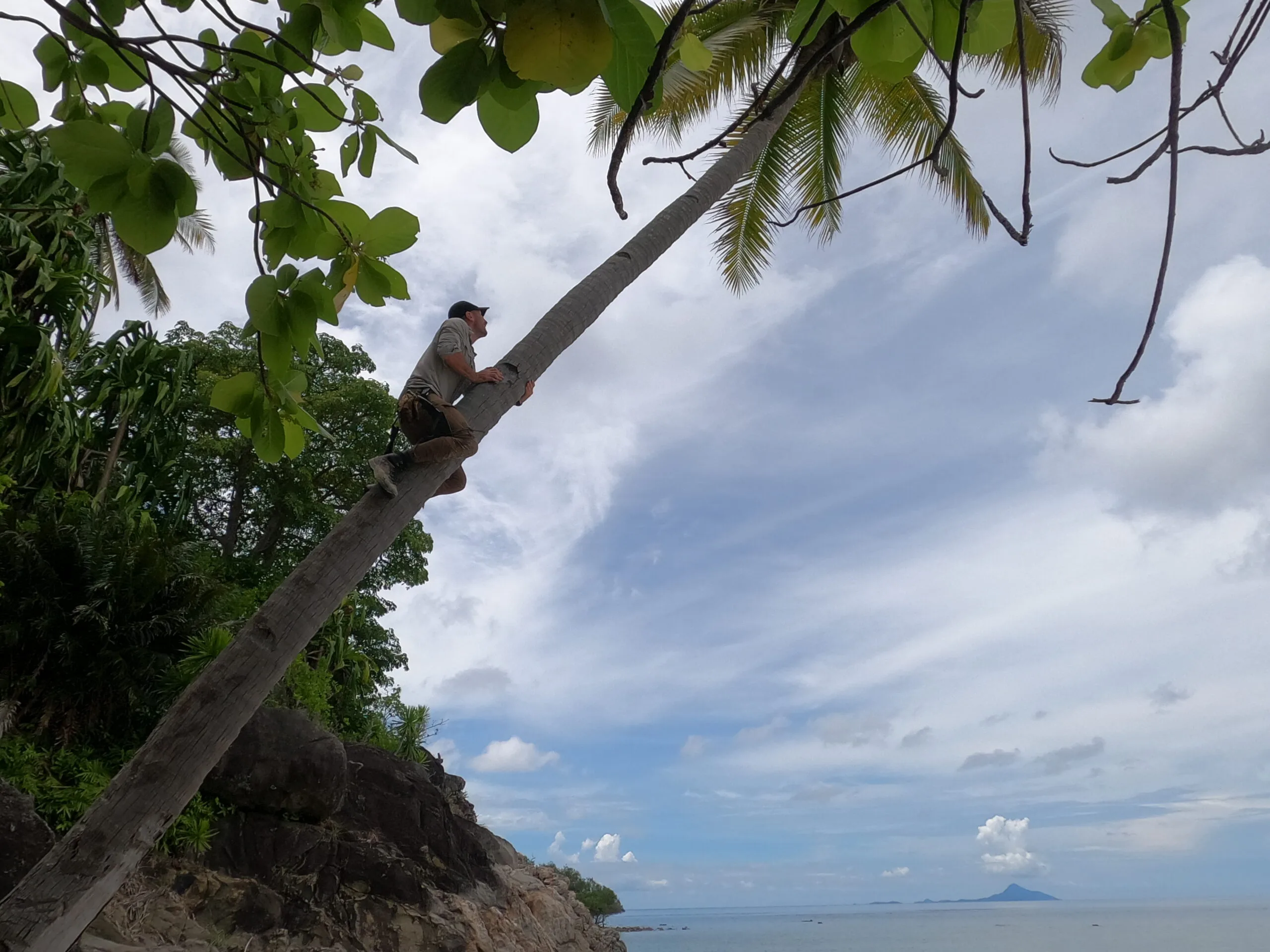 man climbing coconut tree on beach Indonesia