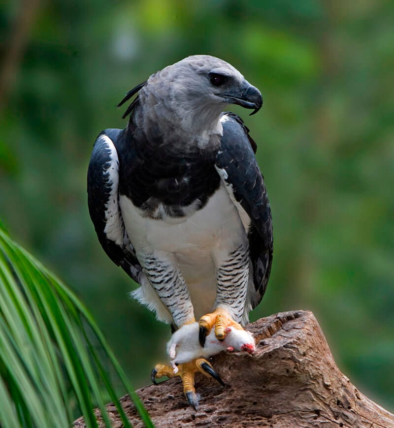 The Diverse Animals species in Panama 9 Harpia harpyja 001 800