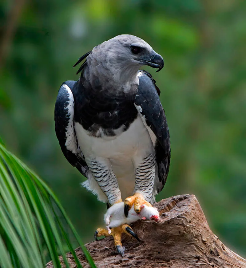 Harpy eagle, one of the animals of Panama, perched on a stump with prey.