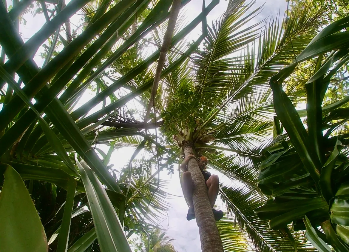 Man climbing tree