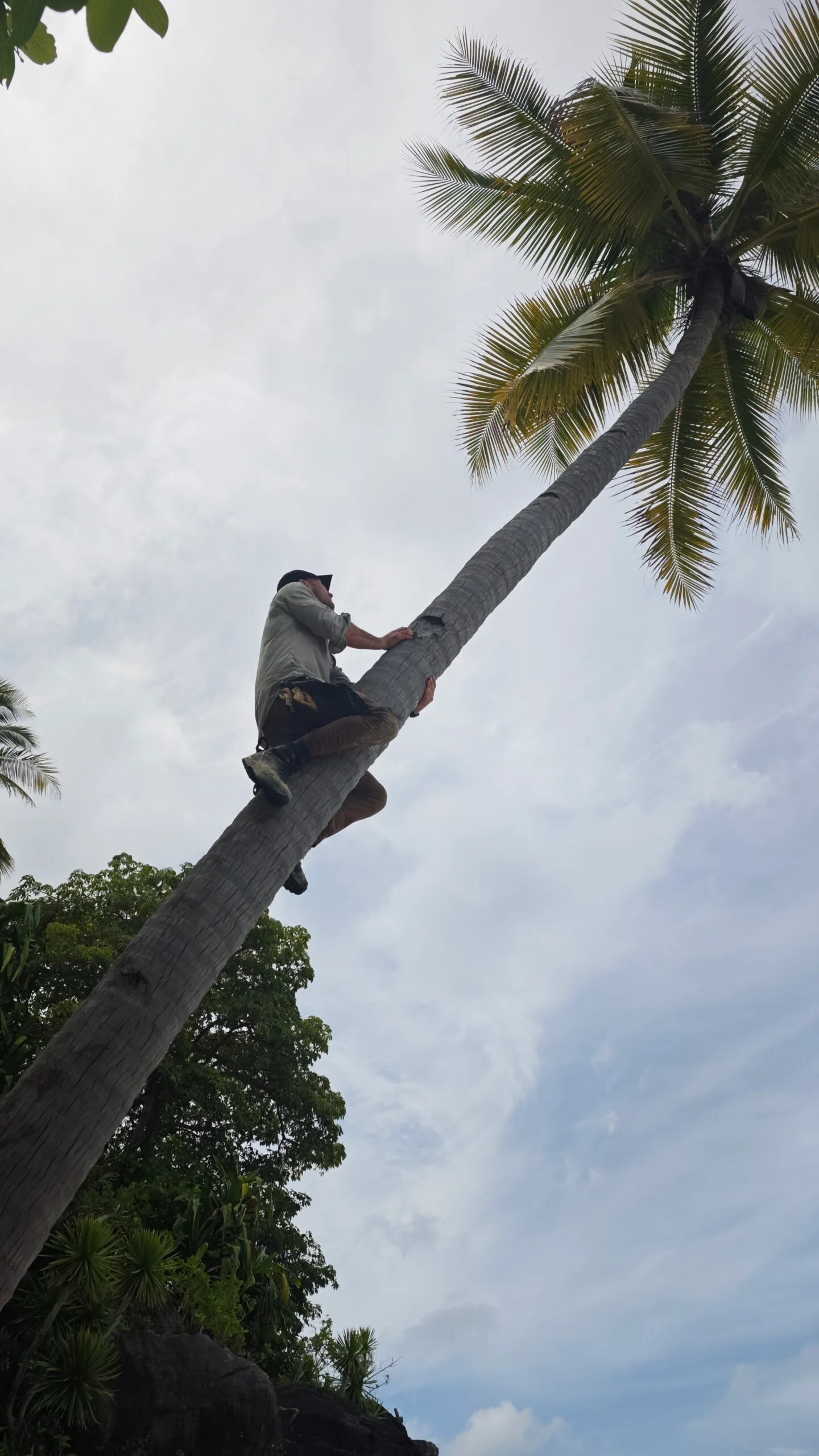 Man climbing coconut tree Indonesia