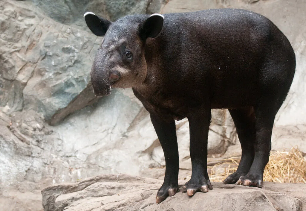 A lowland tapir, one of the diverse animals of Panama, stands on a rock.