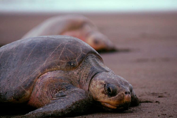 The Diverse Animals species in Panama 4 Olive Ridley Sea Turtle Panama