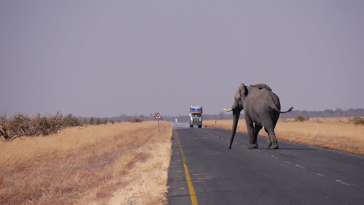 Botswana road with elefant and truck