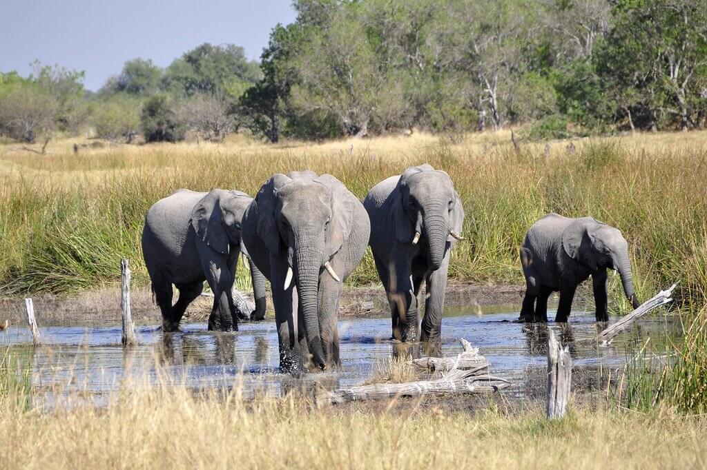 Botswana travel guide 6 elephants 55051 1280