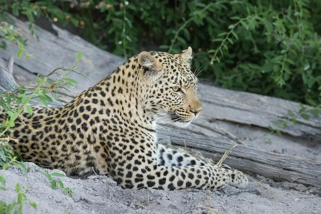 Leopard lounging in Botswana.