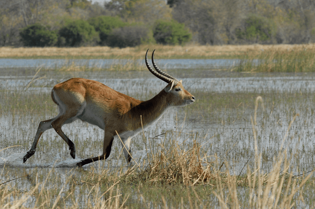 Botswana travel guide 8 marsh antelope 694461 1280