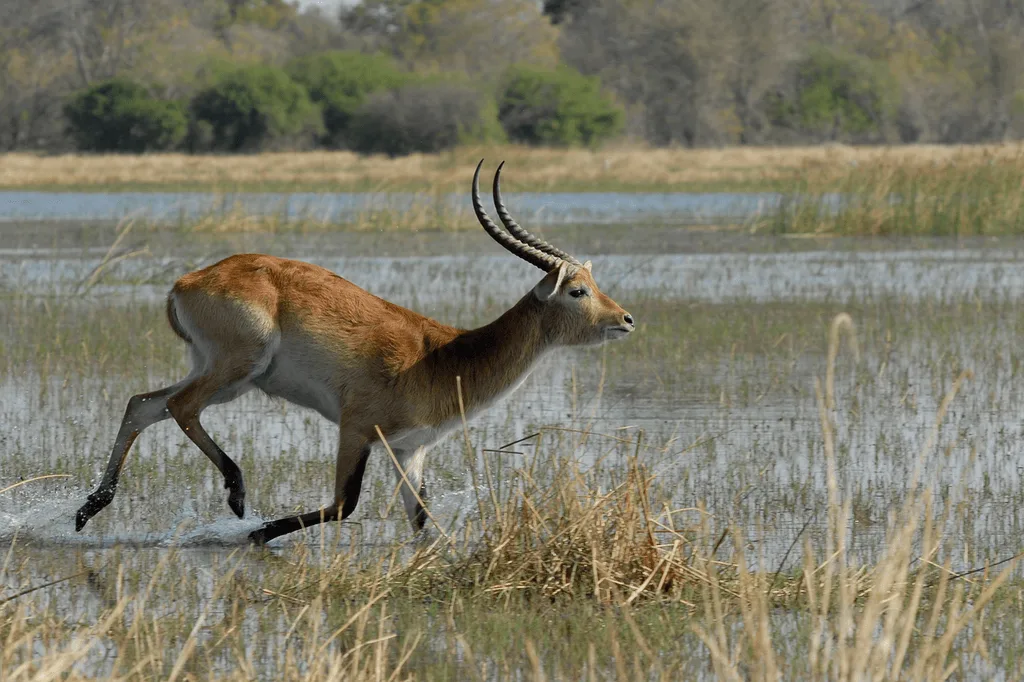 Lechwe antelope running through water in Botswana.