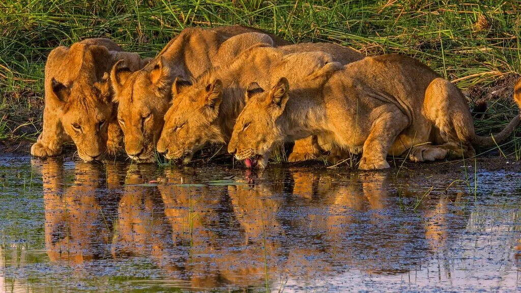 Lions drinking water in Botswana. Reflections in the water.