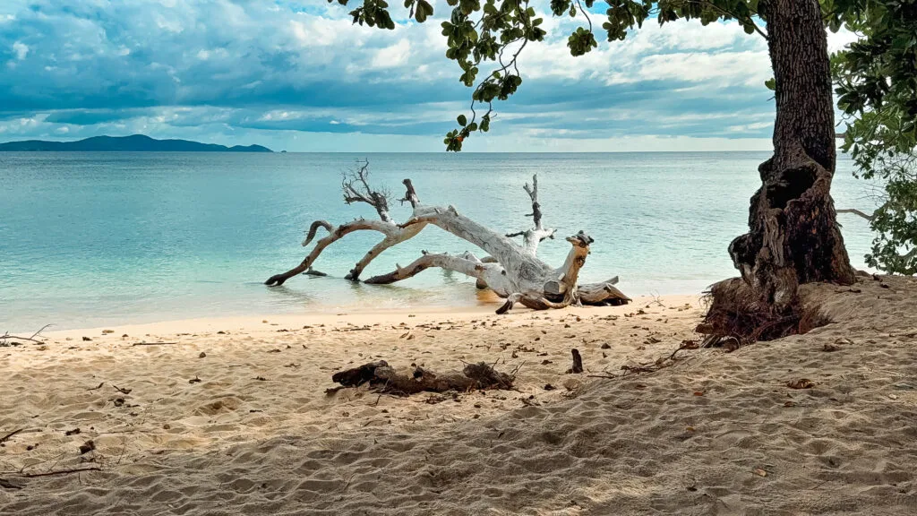 Driftwood on a tropical beach, reminiscent of the challenges faced in survivor strategies.