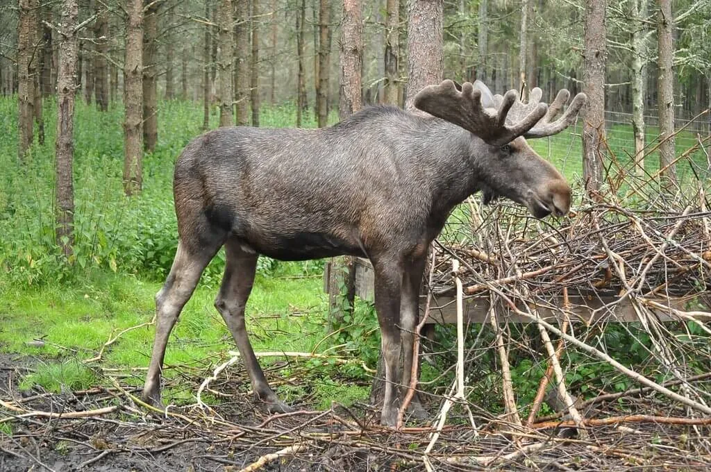 Moose eating branches in a Swedish forest. Exploring Sweden's wilderness.