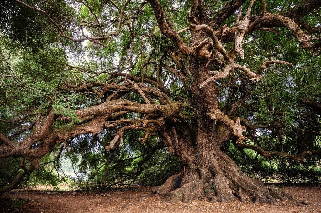 The Transformative Power of Shinrin-Yoku: Embracing the Healing Touch of Nature 1 Olive tree