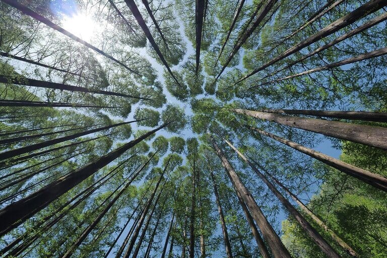 The Transformative Power of Shinrin-Yoku: Embracing the Healing Touch of Nature 3 Trees from below