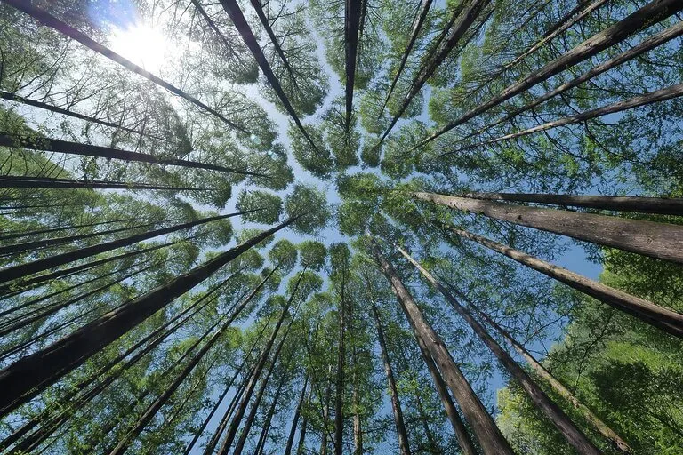 Looking up at tall trees in a forest canopy, evoking the feeling of Shinrin-Yoku.
