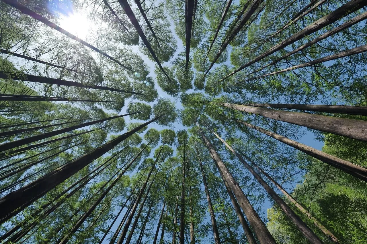 Looking up at tall trees in a forest canopy, evoking the feeling of Shinrin-Yoku.