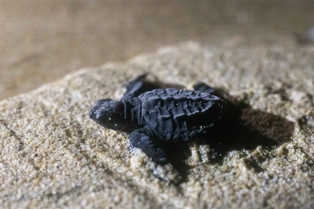 baby turtle on beach