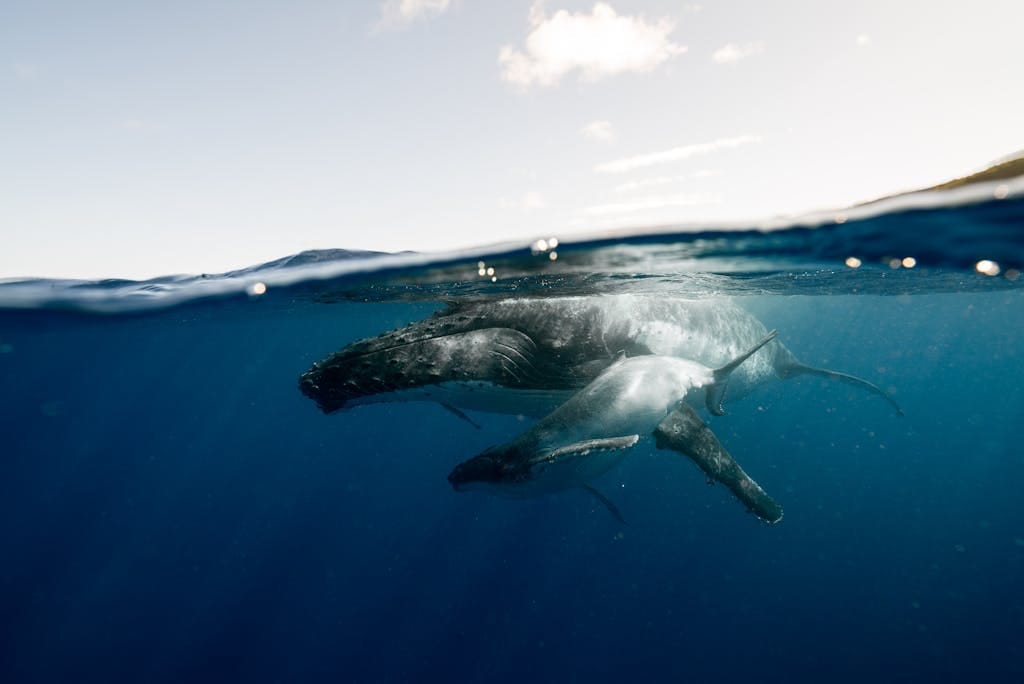 The Best Remote Holiday Destinations for Unforgettable Adventures 6 A stunning underwater photograph of a humpback whale and calf off the coast of Tonga.