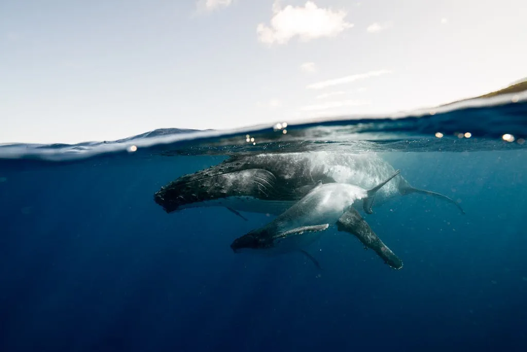 A stunning underwater photograph of a humpback whale and calf off the coast of Tonga.