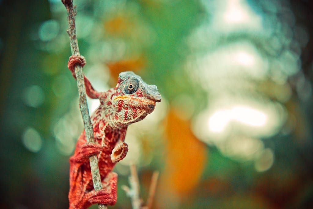 The Best Remote Holiday Destinations for Unforgettable Adventures 9 Colorful chameleon perched on a branch in Madagascar, showcasing vibrant bokeh background.