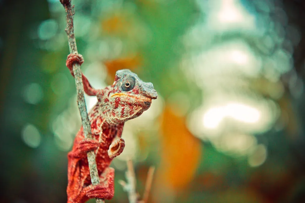Colorful chameleon perched on a branch in Madagascar, showcasing vibrant bokeh background.