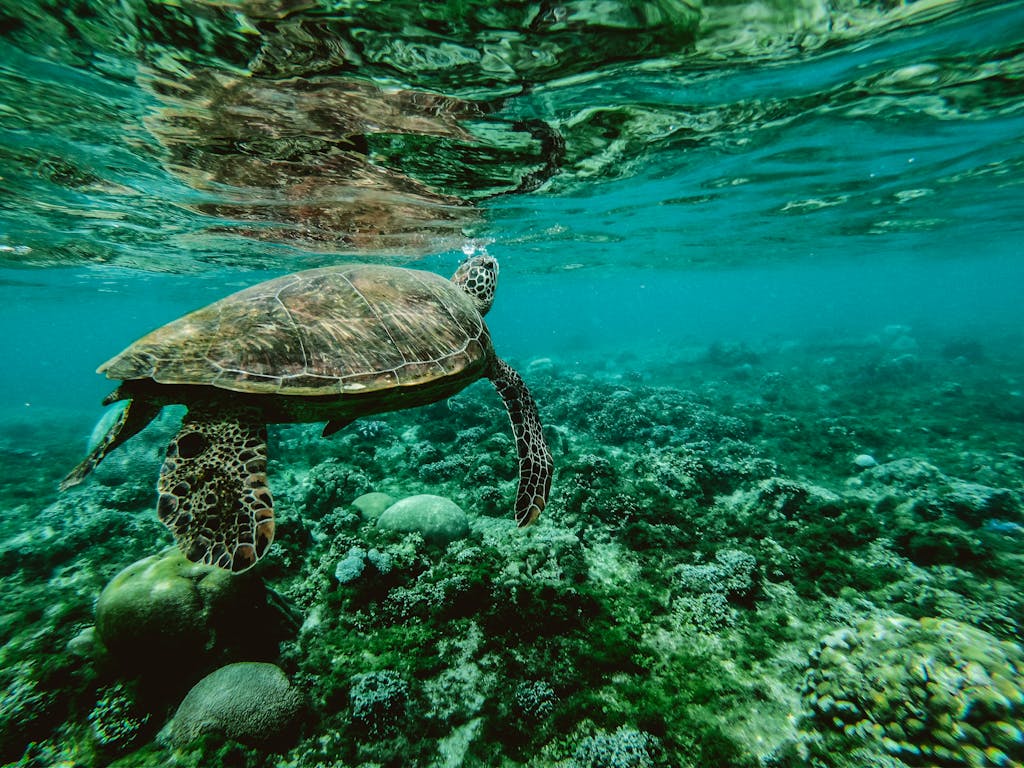 The Best Remote Holiday Destinations for Unforgettable Adventures 12 Explore the beauty of a sea turtle gliding through a colorful underwater coral reef.