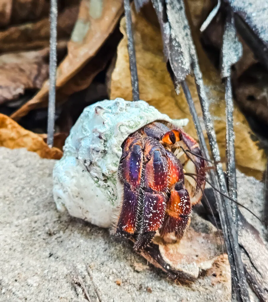 A hermit crab (likely a species of Coenobita) is nestled within a discarded seashell, which it is using as a protective home. The crab is positioned on the ground, surrounded by leaf litter and debris. The crab appears to be in a resting or sheltered position, possibly caring for eggs or young.