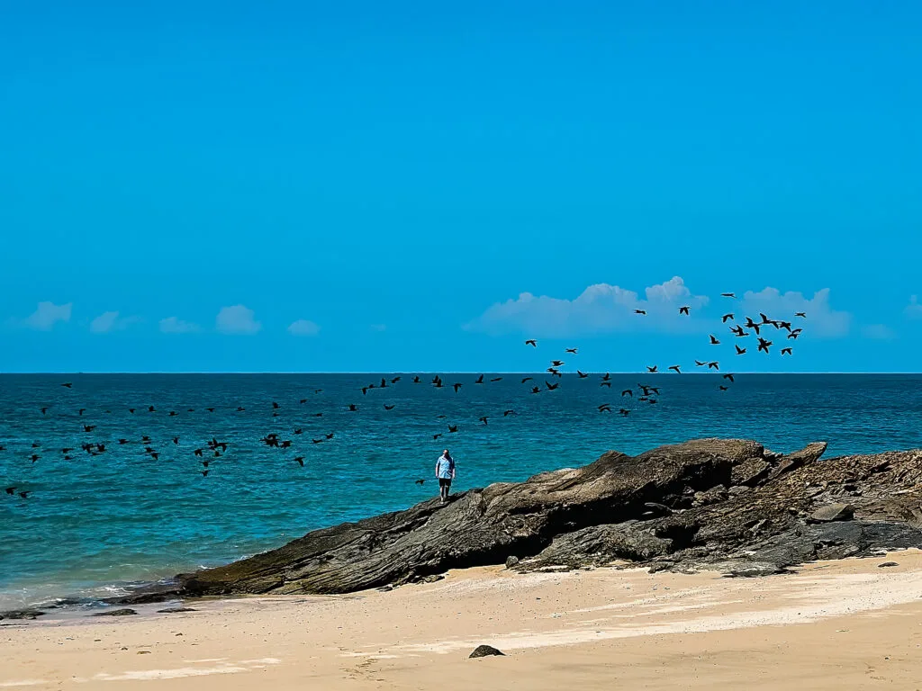 A lone person, likely a beachgoer, stands on a rocky outcrop overlooking a vast expanse of turquoise water. A large flock of birds, silhouetted against the sky and water, are in flight and appear to be fishing or foraging. The scene suggests a peaceful moment of observation and contemplation, perhaps enjoying the natural beauty of the ocean and the birds' activity.