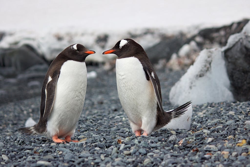 The Best Remote Holiday Destinations for Unforgettable Adventures 11 Two Gentoo penguins standing on a rocky Antarctic shore amidst icy surroundings.