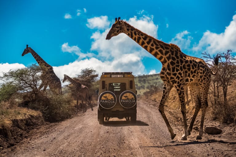Adventures 2 A safari vehicle drives on a dirt road as four giraffes cross nearby under a partly cloudy sky during a Hadza Tribal Bushcraft Immersion & Luxury Safari experience.