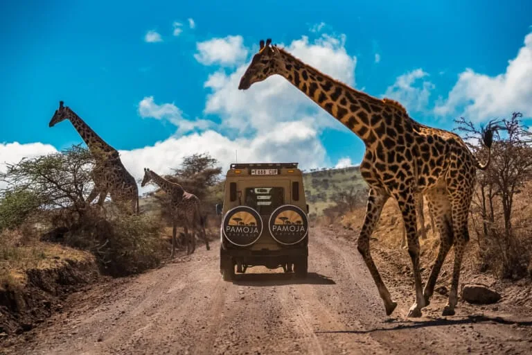 A safari vehicle drives on a dirt road as four giraffes cross nearby under a partly cloudy sky during a Hadza Tribal Bushcraft Immersion & Luxury Safari experience.
