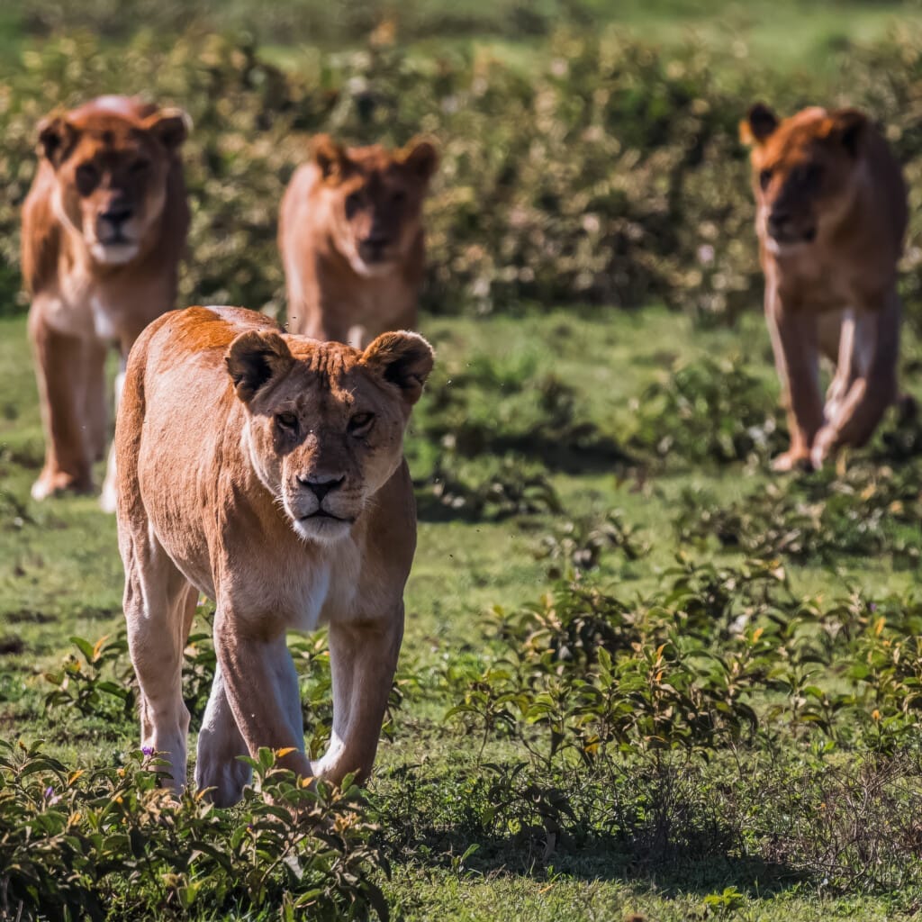 Hadza Tribal Bushcraft Immersion & Luxury Safari 11 Four lions walk together across grassy terrain, evoking the spirit of a Hadza Tribal Bushcraft Immersion & Luxury Safari, with one lion in the foreground and three others following behind in the background.