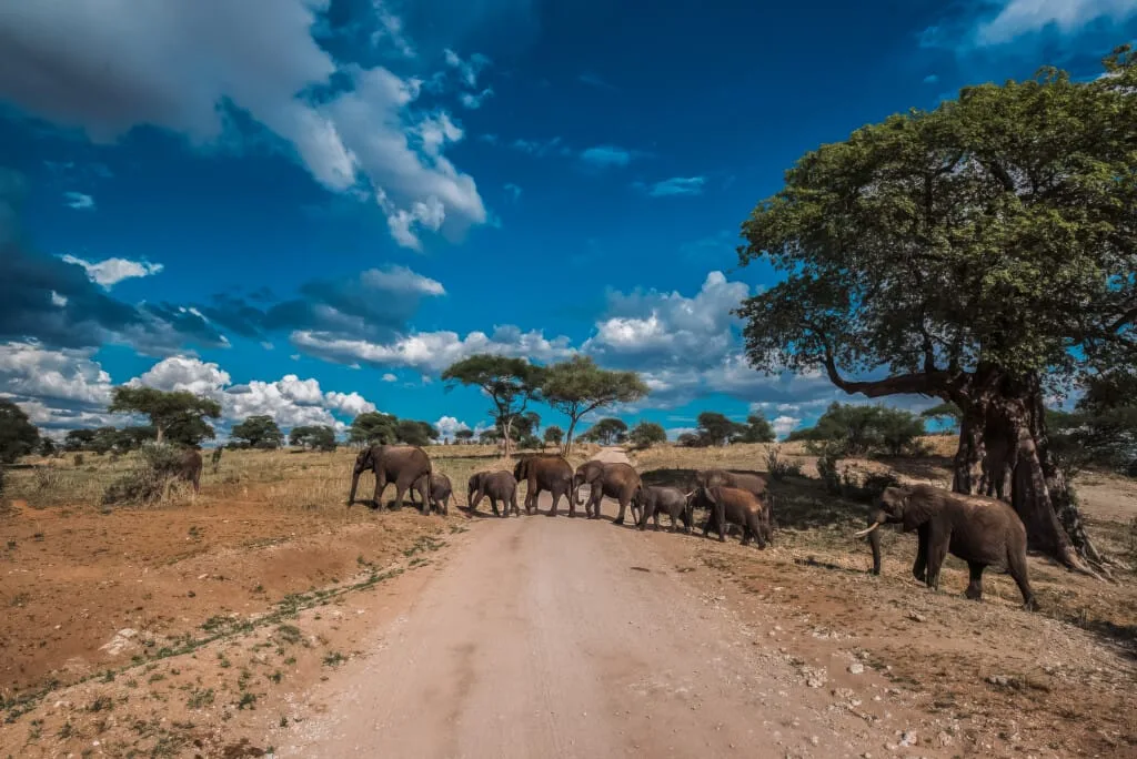A herd of elephants crosses a dirt road in a savanna landscape under a partly cloudy blue sky, capturing the spirit of Hadza Tribal Bushcraft Immersion & Luxury Safari adventure.