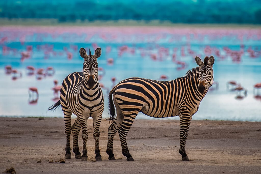 The Last Hunter-Gatherers: Inside the Ancient World of Tanzania’s Hadza Tribe 2 Two zebras stand on a sandy area near a body of water, with a large flock of pink flamingos in the background—a scene reminiscent of a Hadza Tribal Bushcraft Immersion & Luxury Safari experience.