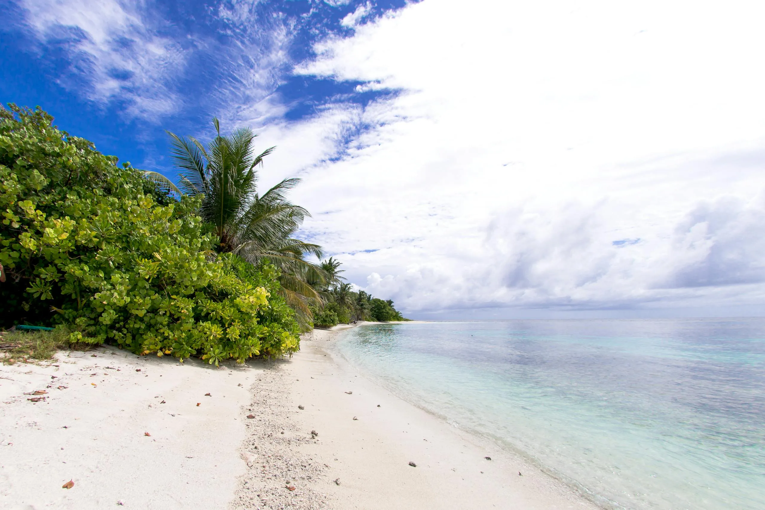 Breathtaking view of a pristine beach with lush palm trees and clear waters in the Maldives.