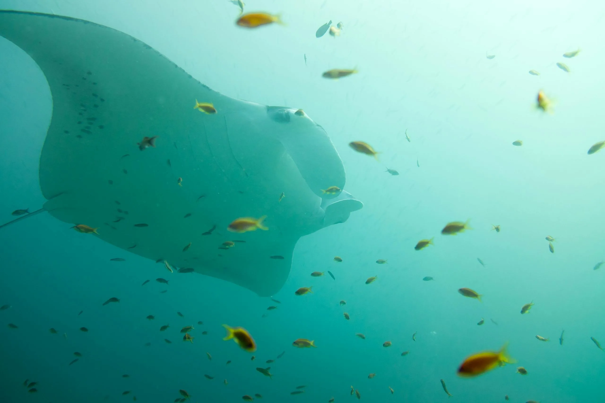 Underwater view of a manta ray gliding gracefully with colorful fish in Maldives.