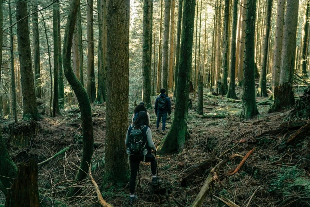How Nature Supercharges Personal Growth 4 A group of hikers exploring a dense forest trail on a sunny day, surrounded by tall trees.