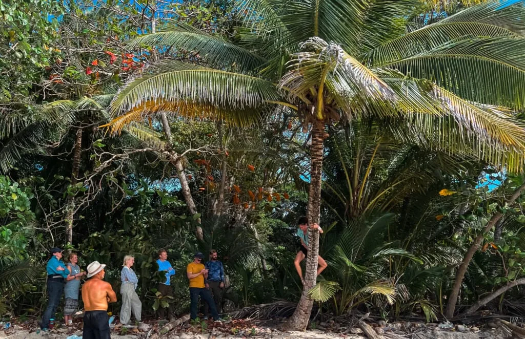 Climber ascending a palm tree on a tropical desert island.