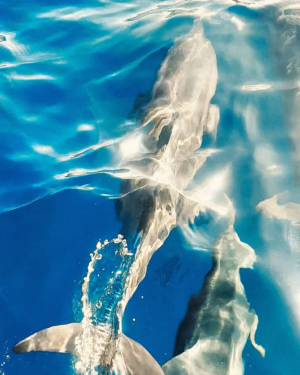 A shark swims just below the surface of clear blue water, partially visible and casting reflections—capturing the thrill of an Island Survival Adventure in the Maldives.