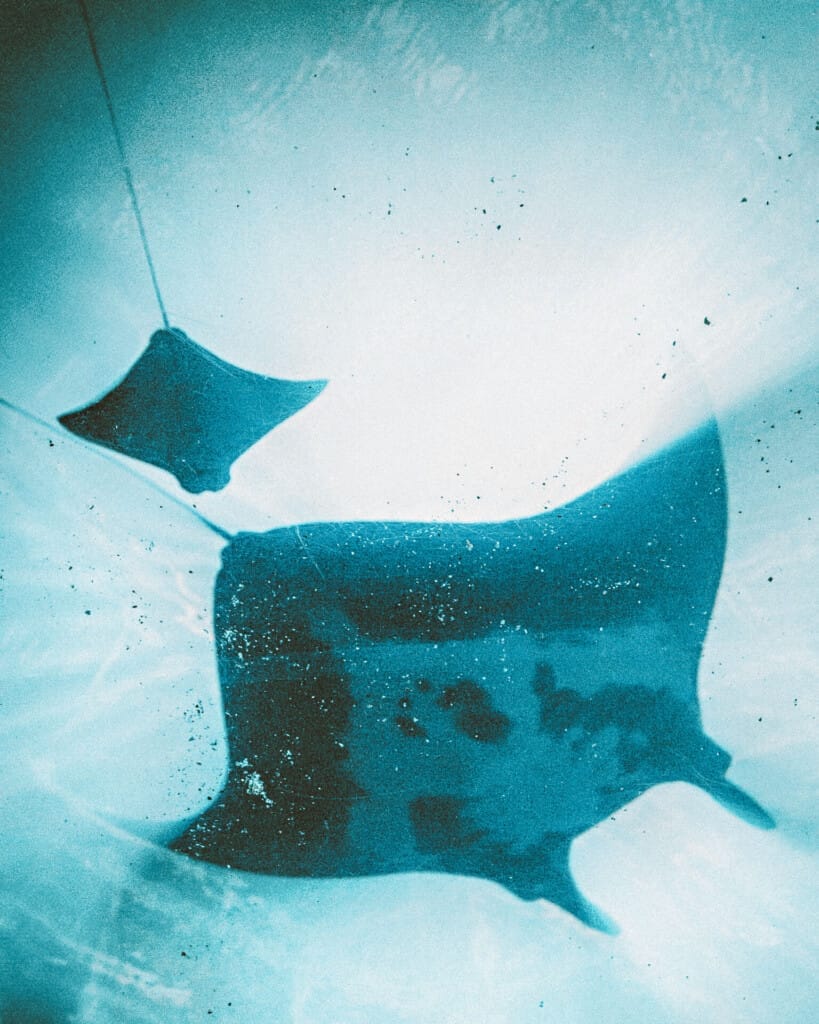 Desert Island Survival Adventure in the Maldives 6 Two manta rays swim underwater, viewed from below as sunlight filters through the water above them—an awe-inspiring scene reminiscent of an Island Survival Adventure in the Maldives.