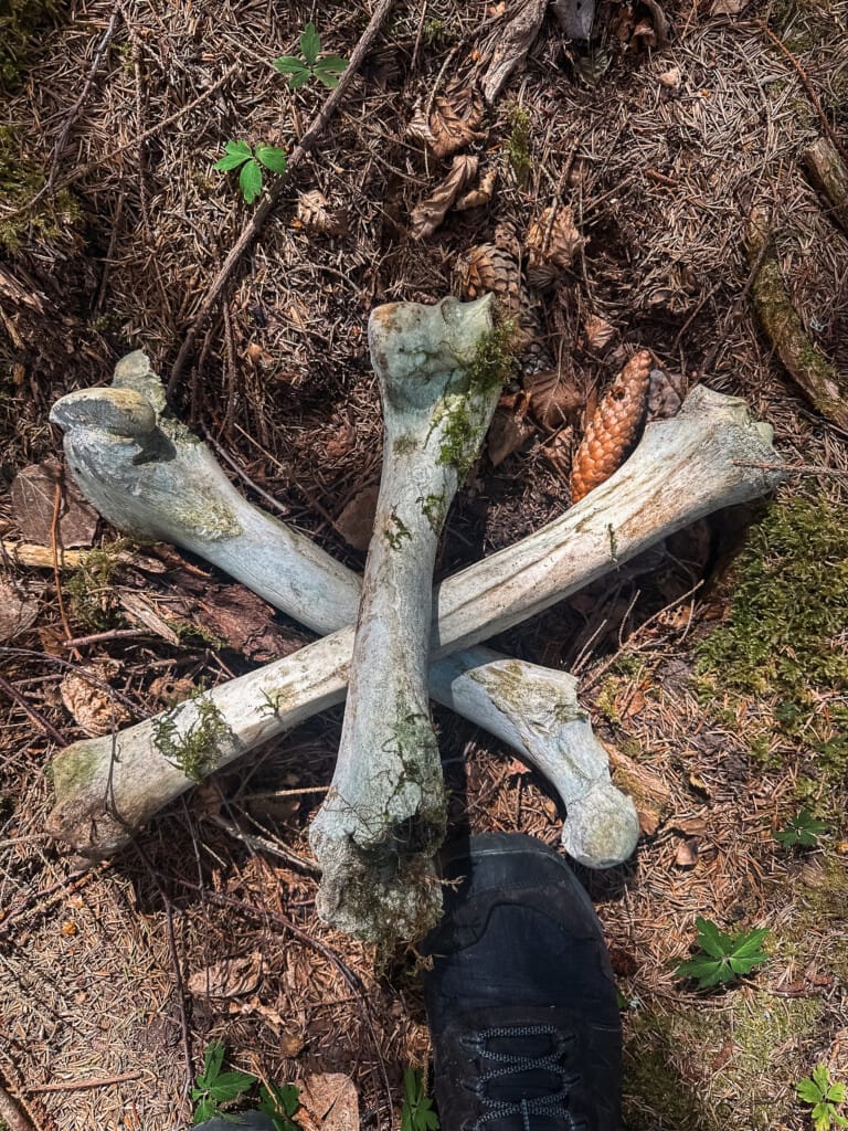 Sweden Alone bushcraft survival experience 6 2505 sweden 39