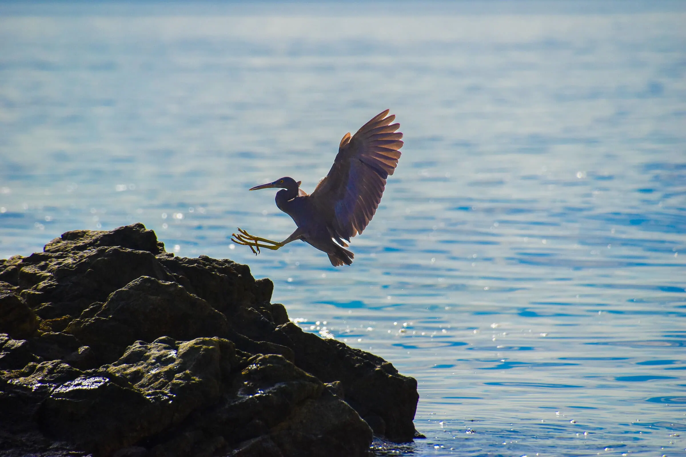 A heron taking flight from a rocky shoreline over calm blue ocean waters, illustrating island wildlife and coastal survival scene.