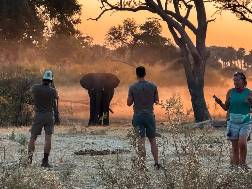 Botswana Kayak Bushcraft Safari in the Okavango Delta 6 Elephant encounter on a safari at sunset, showcasing wildlife and adventure, ideal for desert island survival and outdoor exploration enthusiasts.