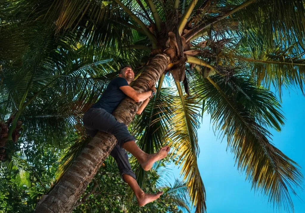 A man wearing a dark shirt and pants smiles as he climbs a tall Panama palm tree, surrounded by lush green palm leaves and a clear blue sky.