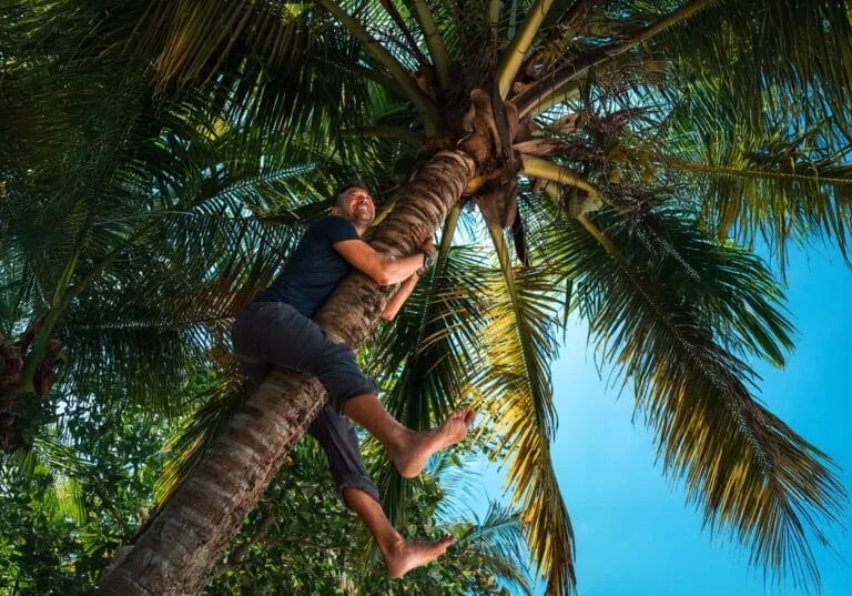 A man wearing a dark shirt and pants smiles as he climbs a tall Panama palm tree, surrounded by lush green palm leaves and a clear blue sky.