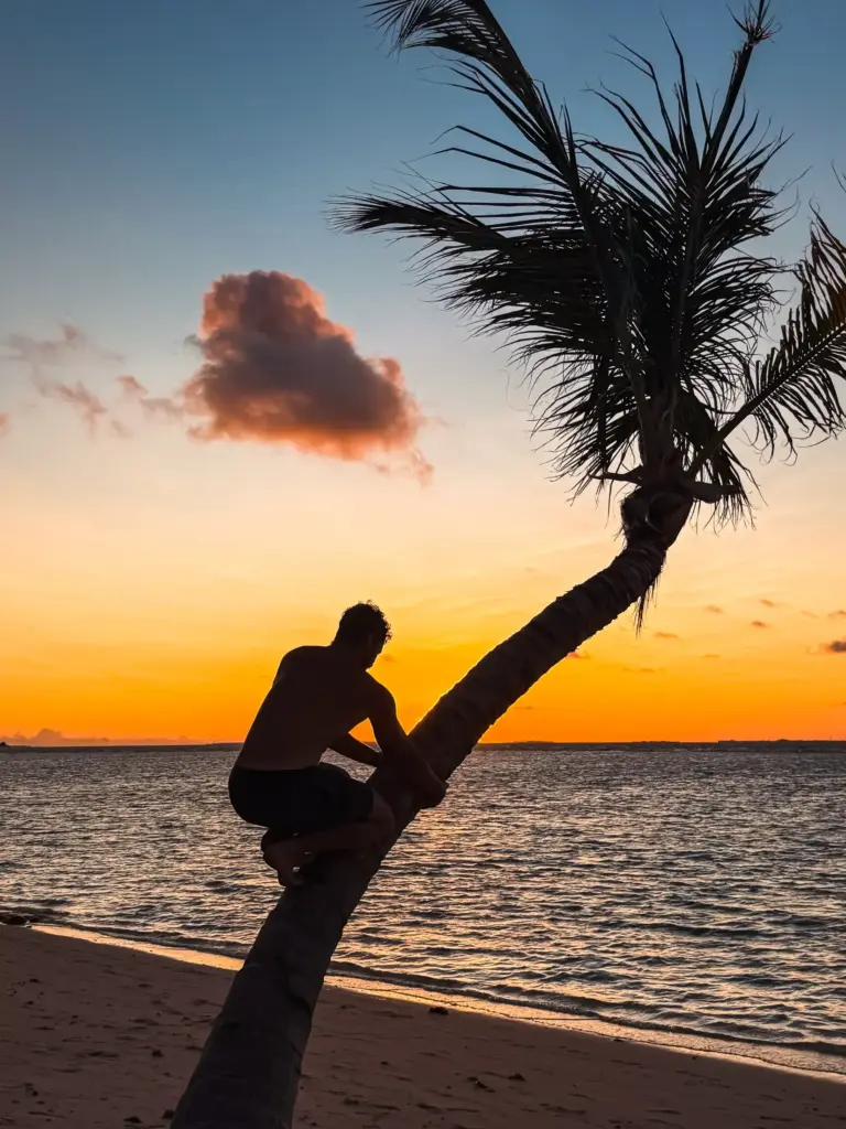 Silhouette of man climbing palm tree at sunset in Maldives.