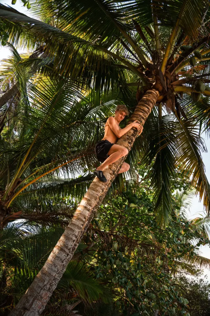 Man climbing a palm tree on a tropical beach.